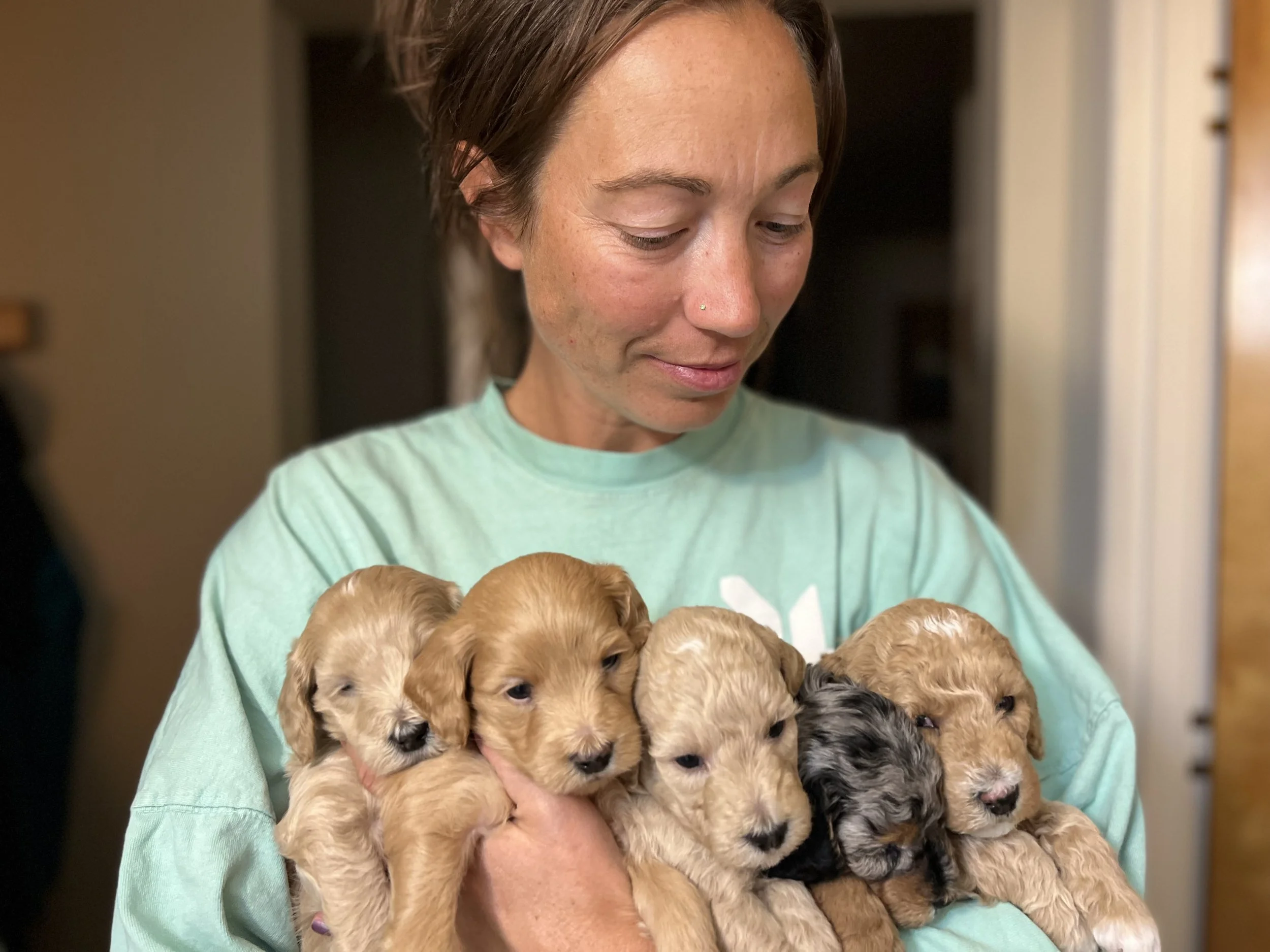 The Joy of Our Three Litters of Goldendoodle Puppies High Desert Goldendoodles Bernedoodles
